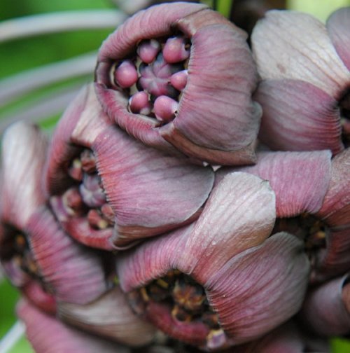 Экзотический цветок такка (15 фото)
