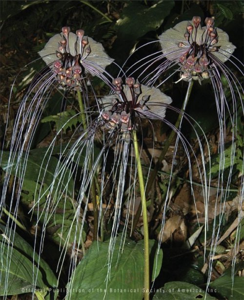 Экзотический цветок такка (15 фото)
