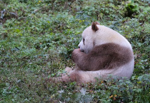 Единственная в мире коричневая панда живёт в Китае (12 фото)