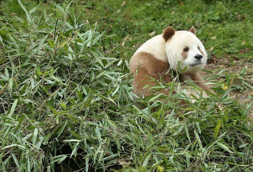 Единственная в мире коричневая панда живёт в Китае (12 фото)