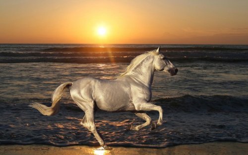 Красота лошадей в фотографиях (27 фото)