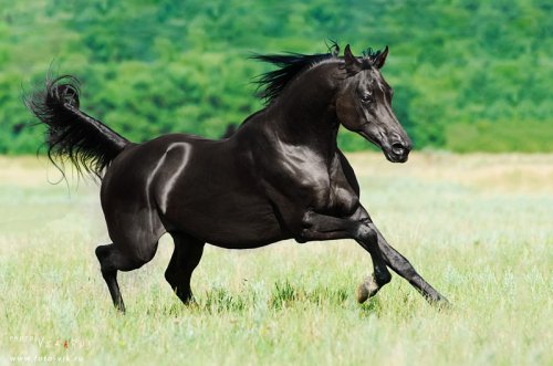 Красота лошадей в фотографиях (27 фото)