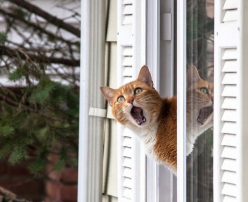 Забавные кошки, которым интересно, чем это вы там занимаетесь (24 фото)