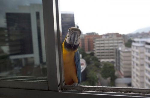 В Каракасе вместо воробьёв и голубей — попугаи ара (6 фото)