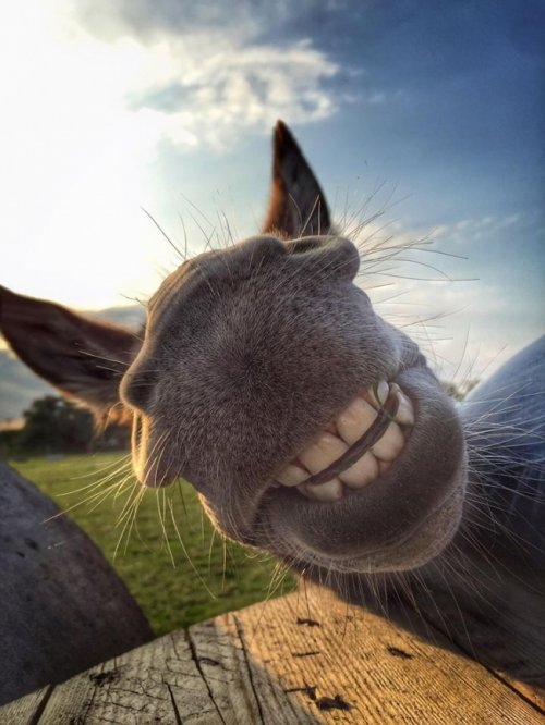 Забавные животные, которые вызовут вашу улыбку (18 фото)
