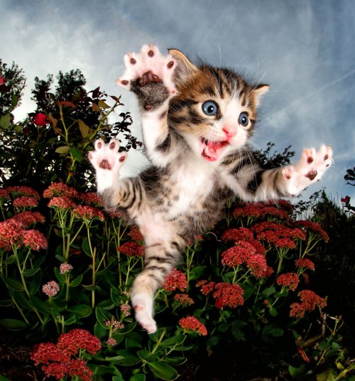 Котята, которые умеют цепляться когтями, в фотографиях Сета Кастила (11 фото)