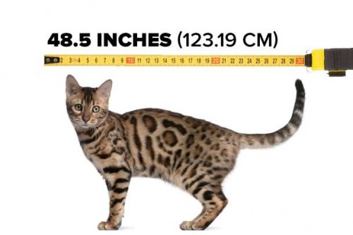 Топ-25: Любопытные факты про кошек, которые большинство людей могли не знать