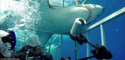 Большая белая акула во второй раз ворвалась в ту же клетку с тем же дайвером (3 фото + видео)