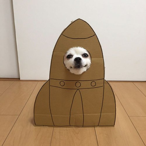 "Картонный" косплей для собаки (20 фото)