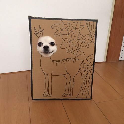 "Картонный" косплей для собаки (20 фото)