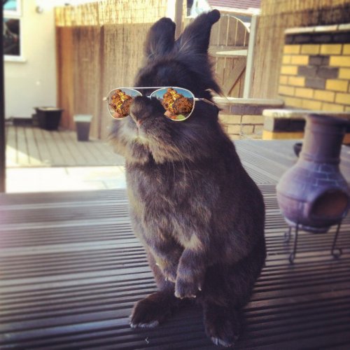 Кролик в очках и фотожабы на него (15 фото)