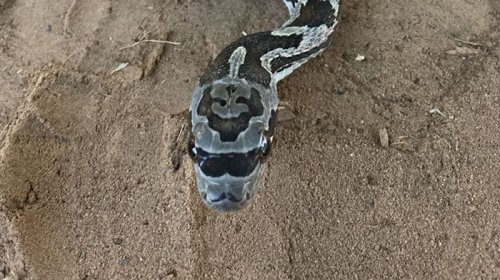 Необычный окрас змеи, делающий её настоящим хипстером (2 фото)