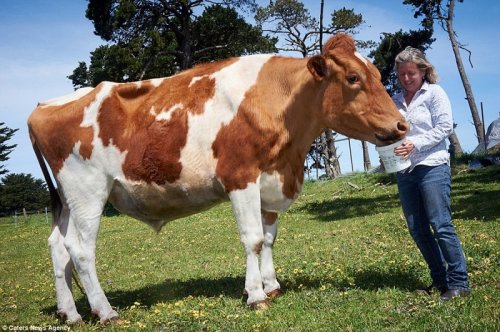 Самая большая корова в мире живет в Австралии (6 фото + видео)