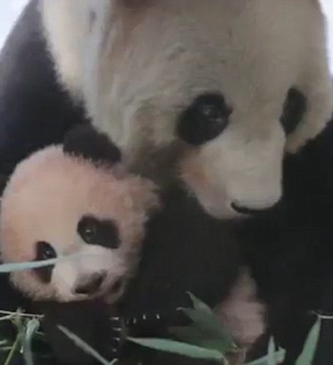 Первая панда, рождённая в Шанхае, делает свои первые шаги (10 фото + видео)