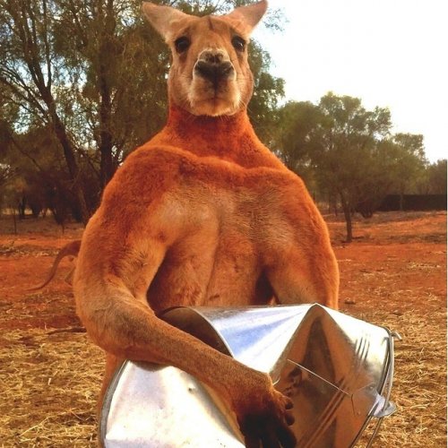 Ещё один мускулистый кенгуру сфотографирован в Австралии (3 фото)