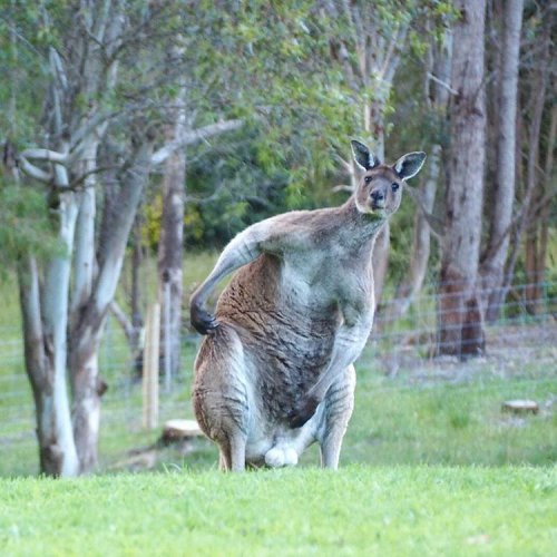 Ещё один мускулистый кенгуру сфотографирован в Австралии (3 фото)