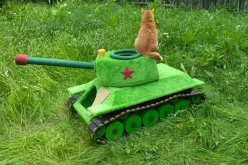 Кошачий танк для захвата мира (7 фото + видео)