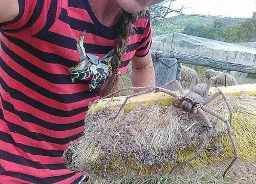Фотография гигантского австралийского паука стала вирусной (2 фото)