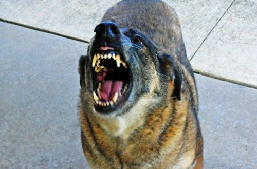Топ-25: Интересные факты про собачьи бои