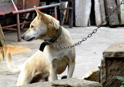 Топ-25: Интересные факты про собачьи бои