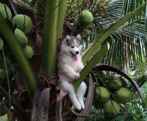 Щенок хаски, застрявший на кокосовой пальме, и фотожабы на него (28 фото)