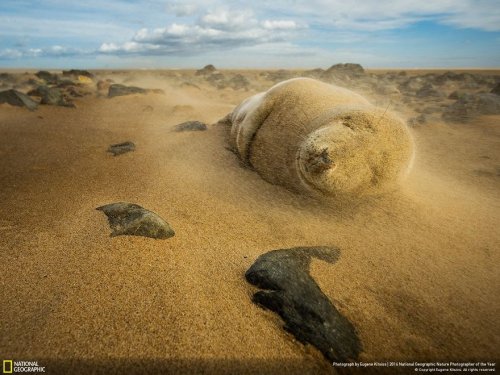 Финалисты фотоконкурса National Geographic "Фотограф дикой природы-2016" (38 фото)