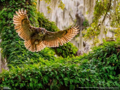 Финалисты фотоконкурса National Geographic "Фотограф дикой природы-2016" (38 фото)