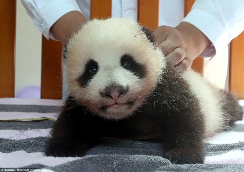 Первая панда, рождённая в Шанхае, делает свои первые шаги (10 фото + видео)