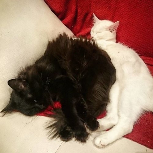 Кошки инь и ян: чёрное и белое (19 фото)