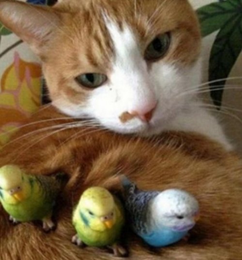 Очаровательные кошки, которые дружат с птицами (10 фото)