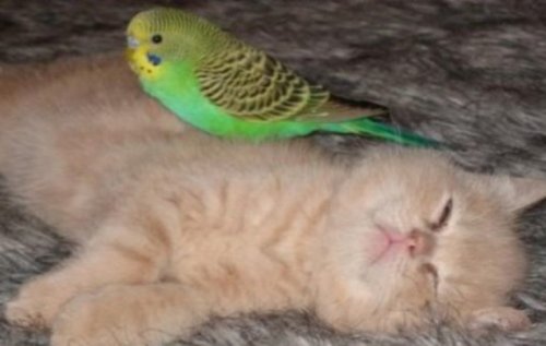 Очаровательные кошки, которые дружат с птицами (10 фото)