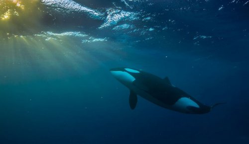 Захватывающие фотографии арктических китов, сделанные профессором биологии (28 фото)