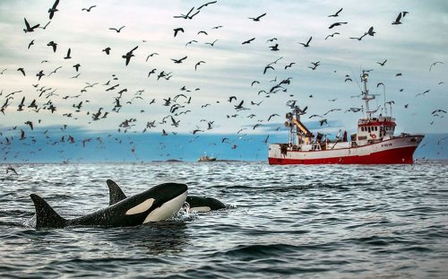 Захватывающие фотографии арктических китов, сделанные профессором биологии (28 фото)