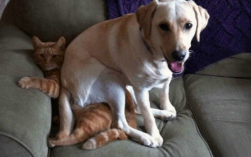 Собаки-хулигаки, указывающие кошкам их место (10 фото)