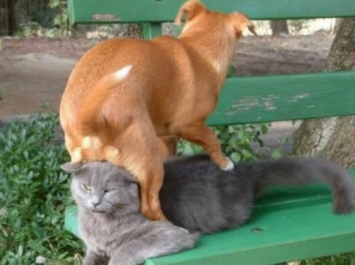 Собаки-хулигаки, указывающие кошкам их место (10 фото)