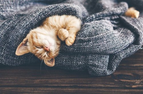 Топ-25: Стоковые фотографии очаровательных котят, которые сделают вас счастливыми