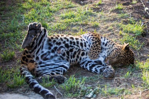 История ставшего никому не нужным леопарда Бакари, который, наконец, обрёл свой дом (15 фото)