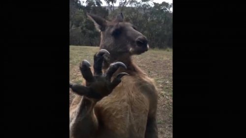 Встречи с наводящими страх дикими животными Австралии (8 фото + 5 видео)
