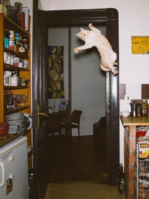 "Летающие" кошки фотографа Даниэля Гебхарта Кёккёк (13 фото)