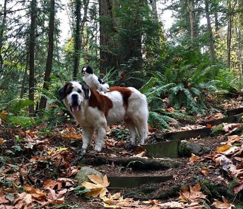 Маленькая собачка ездит на спине гигантского сенбернара, куда бы они ни отправились (9 фото)