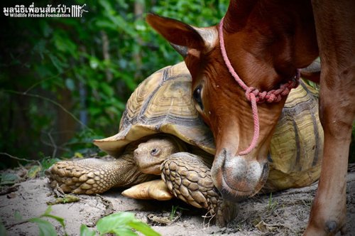 Необычная дружба телёнка со шпороносой черепахой (7 фото)