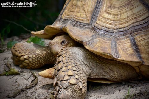 Необычная дружба телёнка со шпороносой черепахой (7 фото)