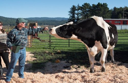 Дэнниел из Калифорнии — крупнейший бык в мире (8 фото)