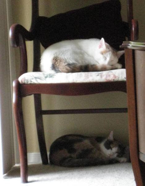 Кошки-сёстры, которые всё делают синхронно (13 фото)