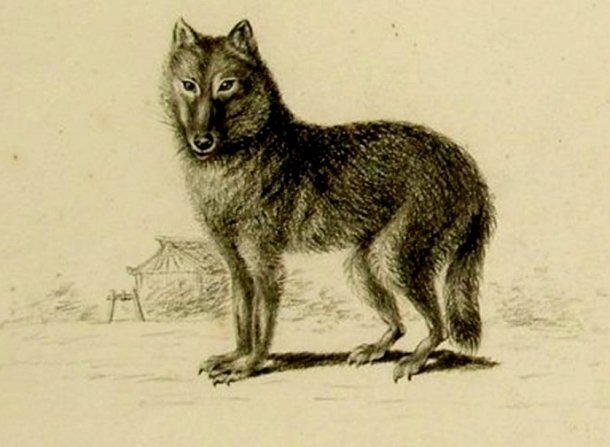 Реферат: Фолклендская лисица