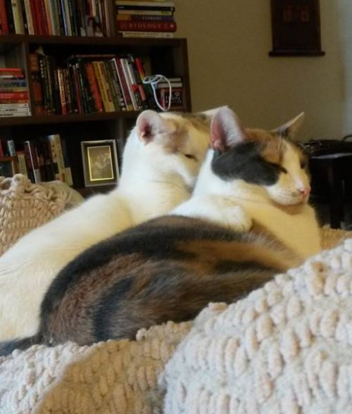 Кошки-сёстры, которые всё делают синхронно (13 фото)