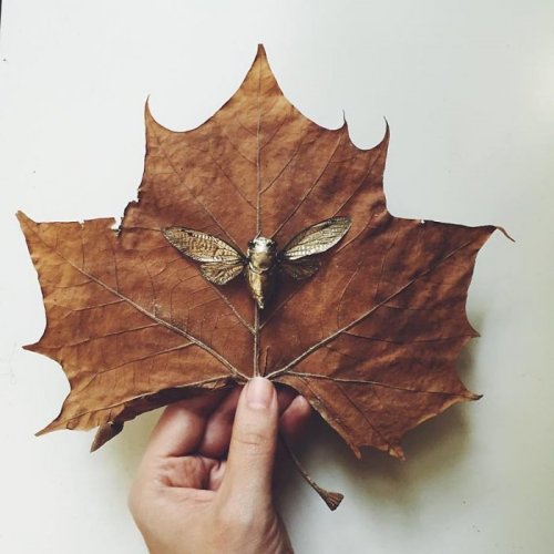 Искусство на осенних листьях (12 фото)