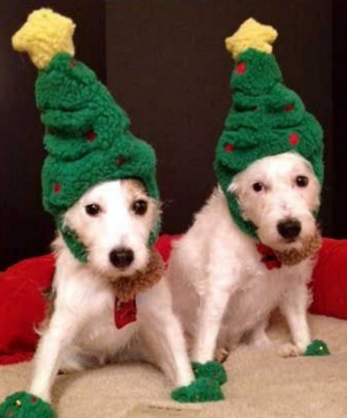 Собаки, переодетые в новогодние ёлки (10 фото)