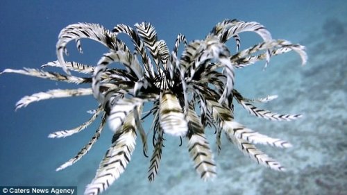 Уникальные кадры, запечатлевшие морскую лилию в движении (3 фото + видео)