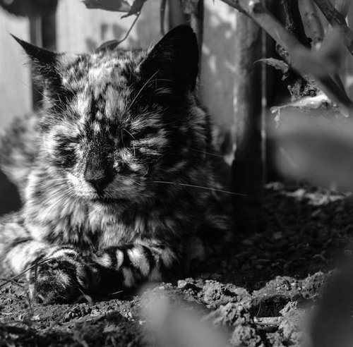 Кот Скрэппи с необычным окрасом шерсти из-за витилиго (12 фото)